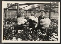 [recto] Mr. Jusuke Takayanagi is shown after having cut chrysanthemums in one of their chrysanthemum houses of the Lockhart Gardens. Mr. ...