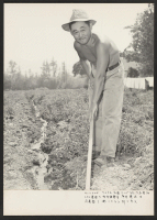 [recto] Hiro Imai, owner and operator of a 5 acre tomato ranch at 10189 Foothill Boulevard, San Fernando, is pictured working on his ranch. ;  Photographer: Iwasaki, Hikaru ;  San Fernando, California.
