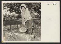 [recto] Mrs. Torata Hoshiko, Rt. 5, Box 536, Fresno, California, is shown pouring a bucketful of apricots which she just picked ...