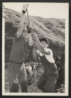 [recto] George Shoji and a neighbor are shown pulling together as they hoist a pipe feed line from the ground to ...