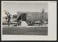 [recto] A view of section of the lathe house at this War Relocation Authority center where seedling guayule plants are propagated by experienced nurserymen evacuees in the guayule rubber experiment work. ;  Photographer: Lange, Dorothea ;  Manzanar, Californi