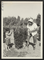 [recto] Mr. Kumazo Ambo, Issei, is shown at work in the San Rae Gardens at Dayton, Ohio. Mr. Ambo is formerly ...
