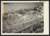 [recto] Sweet potatoes produced on the Amache farm and exhibited at the Amache Agricultural Fair, September 11 and 12. ;  Photographer: McClelland, Joe ;  Amache, Colorado.