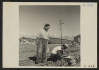 [recto] Manzanar, Calif.--Evacuees of Japanese ancestry are growing flourishing truck crops for their own use in their hobby gardens. These crops are grown in the wide space between blocks of barracks at this War Relocation Authority Center. ;  Photographer: [L
