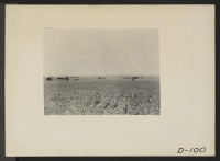 [recto] Eden, Idaho--A view of a farm a few miles south of the Minidoka War Relocation Authority center. Beans are growing in the foreground. ;  Photographer: Stewart, Francis ;  Hunt, Idaho.
