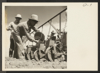 [recto] K. Kubo, farmer-evacuee from Clarksburg, California, putting white onion seeds in onion planter. Each planter can plant 15 acres of the 100 acres which are set aside for the growing of onions. ;  Photographer: Stewart, Francis ;  Newell, California.