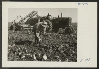 [recto] A mechanical beet loader passes a volunteer evacuee beet topper in a field near Keensburg, Colorado. ;  Photographer: Parker, Tom ;  Keensburg, Colorado.