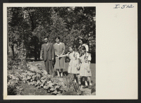 [recto] The Henry Nomura family of Madison, Wisconsin, are shown in their victory garden in the rear of their 9-room home ...
