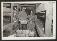 [recto] Four American Japanese employed by the Illinois Mushroom Company have just brought in loaded baskets of mushrooms which they had ...