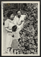 [recto] Mr. and Mrs. Kumazo Ambo, Issei, with their son, Masato Dennis, are looking over their victory garden. Mr. Ambo is ...