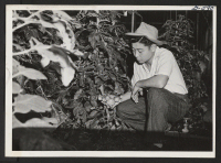 [recto] Robert Takahashi of Los Angeles and Colorado River Relocation Center is working in a greenhouse after school hours. Bob's mother and father are also working in Cleveland. ;  Cleveland, Ohio.