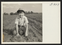 [recto] Tetsuo Yamamoto stops his weeding for a moment to have his picture taken on the Heston farm in Newtown, Pennsylvania. ...