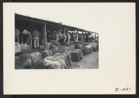 [recto] Cutting potato seed for market on the ranch of John C. Kelly in the Delta region, prior to evacuation. The ...