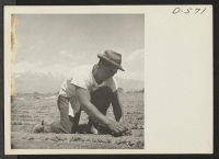 [recto] Ichiro Okumura, 22, from Venice, California, thins young plants in the two-acre field of white radishes at this War Relocation Authority Center for evacuees of Japanese ancestry. ;  Photographer: Stewart, Francis ;  Manzanar, California.