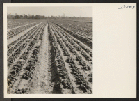 [recto] Lettuce beds at the Maryfield Plantation located at White Oak, Georgia, in the coastal area of Georgia. ;  Photographer: Iwasaki, Hikaru ;  White Oak, Georgia.