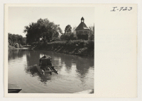 [recto] Swans and ducks are common in the City Park. These pictures were taken on the 13th day of January, 1945. On that day several people were rowing boats and paddling canoes in the park lagoons. The temperature was 77 degrees. ;  Photographer: Iwasaki, Hika