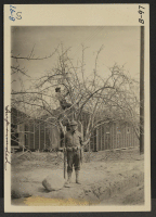 [recto] Pruning trees at this War Relocation Authority Center, where 10,000 evacuees of Japanese ancestry are spending the duration, while an M.P. is standing guard in the foreground. ;  Photographer: Albers, Clem ;  Manzanar, California.