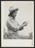 [recto] Eugene Kodani from the Poston Center, expert peach tree budder, is here shown at work in the Greening Company's nursery at Monroe Michigan. Approximately 20 other evacuees are employed by this nursery doing the same type of work. ;  Photographer: Mace,