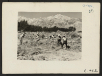 [recto] Manzanar, Calif.--More land is being cleared at the southern end of the project at this War Relocation Authority center for evacuees of Japanese ancestry. Mt. Whitney, the highest peak in the United States, is in the range of mountains in the background.