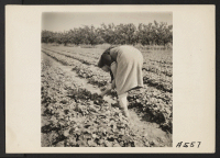 [recto] Picking strawberries before evacuation on a Santa Clara County ranch operated by farmers of Japanese descent. Evacuees of Japanese ancestry will be housed in War Relocation Authority centers for the duration. ;  Photographer: Lange, Dorothea ;  Mounta