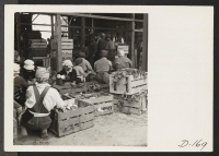 [recto] Evacuee workers in the packing shed, sorting and packing turnips which have been grown on the farm near this relocation center. ;  Photographer: Stewart, Francis ;  Newell, California.