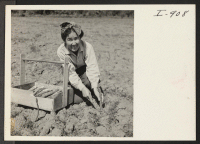 [recto] Mrs. T. S. Akiyama, formerly from Minidoka, cuts asparagus to be crated and sold through the Hood River Apple Growers Association. They expect to sell more than 100 crates during the season. ;  Photographer: Iwasaki, Hikaru ;  Hood River, Oregon.