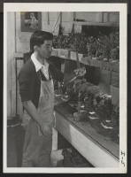 [recto] Jin Asakura specializes in making plant miniatures in a Whitestone, Long Island greenhouse. He came to New York from the ...