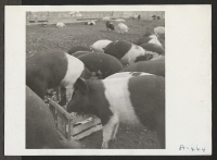 [recto] A view of hogs on the temporary hog farm at this relocation center. ;  Photographer: Stewart, Francis ;  Newell, California.