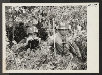 [recto] An advance observation post dug in and skillfully camouflaged. These two members of the Japanese-American combat team observe the results ...