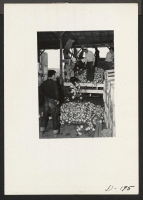 [recto] A truck load of turnips from the field, being unloaded at the packing shed where they are sorted and packed. ;  Photographer: Stewart, Francis ;  Newell, California.
