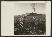 [recto] In the shadow of the Great Western Sugar Company at Johnstown, Colorado, John Fukushima and Takayuki Tashima, former Los Angeles residents from the Poston Relocation Center, topping beets. ;  Photographer: Parker, Tom ;  Johnstown, Colorado.