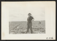 [recto] Florin, California--Farm mother of Japanese ancestry picking strawberries a few days prior to evacuation. ;  Photographer: Lange, Dorothea ;  Florin, California.
