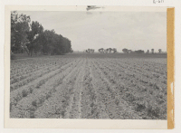 [recto] A field of peas on project farm. ;  Photographer: McClelland, Joe ;  Amache, Colorado.