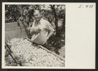 [recto] Mr. Henry K. Yamada is busy at work picking apricots on his son's 40-acre farm at Rt. 1, Box 66, ...
