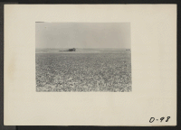 [recto] Eden, Idaho--A view of a farm a few miles south of the Minidoka War Relocation Authority center. Beans are growing in the foreground. ;  Photographer: Stewart, Francis ;  Hunt, Idaho.