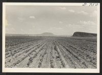 [recto] This field of peas (Laxton Progress) at the Tule Lake Center was planted June 1, 1944. ;  Photographer: Bigelow, John ;  Newell, California.