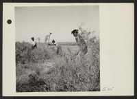[recto] Volunteer farm workers swing grubbing axes in clearing the farm land at the Topaz Relocation Center. ;  Photographer: Parker, Tom ;  Topaz, Utah.