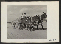 [recto] Back to the days of the mule, as two evacuee boys haul firewood with a pair of Arkansas mules. ;  Photographer: Parker, Tom ;  Denson, Arkansas.