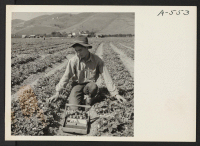 [recto] Picking strawberries a few days before evacuation of residents of Japanese ancestry to an assembly point, later to be transferred to a War Relocation Authority center to spend the duration. ;  Photographer: Lange, Dorothea ;  Mission San Jose, Califor