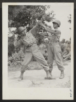 [recto] Hand grenade drill. Sergeant Miyamoto instructs Private Sano in the proper stance for tossing a hand grenade. The 442nd combat ...