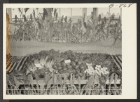[recto] Vegetable crops produced on the Amache farm as exhibited at the Amache Agricultural Fair, September 11 and 12. ;  Photographer: McClelland, Joe ;  Amache, Colorado.