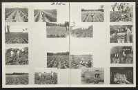 [recto] Display of photographs of agriculture in the Southern states, prepared by the Washington office for use at relocation centers.
