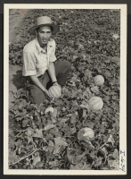 [recto] Yoshimi Shibata inspects cantaloupes, one of the many truck crops raised under his direction by the Midwestern Farm Company, owned ...
