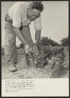 [recto] Mr. Hirata, who owns 20 acres at 2050 Harrison Street, Arlington, California, is pictured working in the field. He raises ...