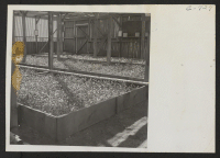 [recto] Guayule beds in the lathe house at this War Relocation Authority center. These plantings are year-old seedlings from the Salinas experiment station which are ready to be transplanted into the open ground. ;  Photographer: Lange, Dorothea ;  Manzanar,