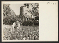 [recto] Mr. Susumu Kobayashi (Topaz) finds that raising flowers on the Gun Mill Farm, Bloomfield, Connecticut, is not much different than at his former home in San Leandro, California. ;  Photographer: Iwasaki, Hikaru ;  Bloomfield, Connecticut.