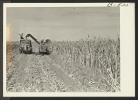 [recto] Butting corn on the Amache farm. The fodder was stored in trench silos. ;  Photographer: McClelland, Joe ;  Amache, Colorado.