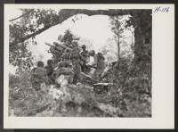 [recto] Pass the Ammunition. Heavy artillery goes into action during maneuvers of the 522nd field artillery, Japanese-American combat team at Camp ...