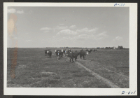 [recto] Cattle on pasture, XY Ranch, project farm. ;  Photographer: McClelland, Joe ;  Amache, Colorado.