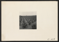 [recto] The scene in this vineyard was taken three days before evacuation of residents of Japanese ancestry. ;  Photographer: Lange, Dorothea ;  Lodi, California.